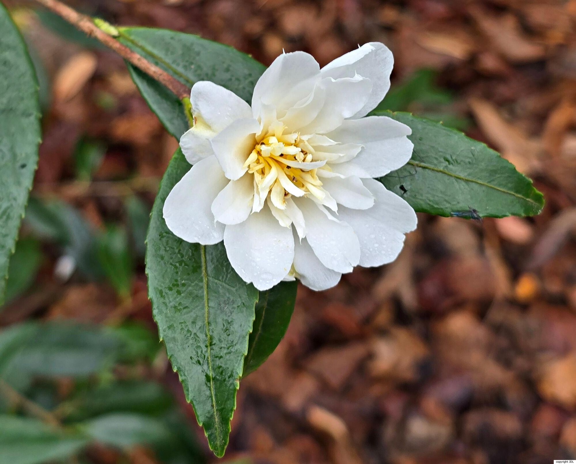 Camellia 'Snow Flurry'
