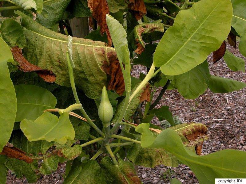 Magnolia macrophylla Michx.