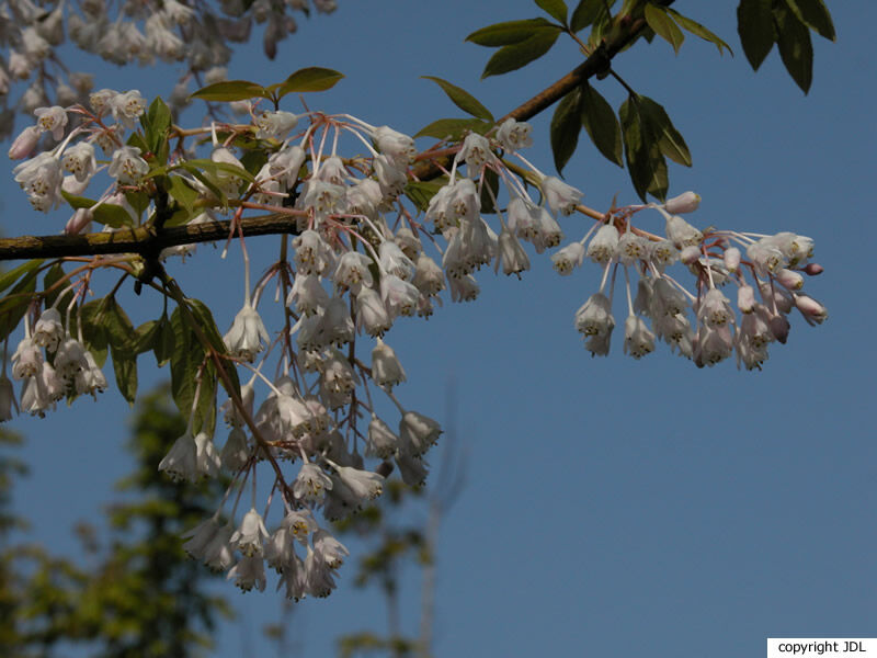 Staphylea holocarpa Hemsl. 'Rosea'