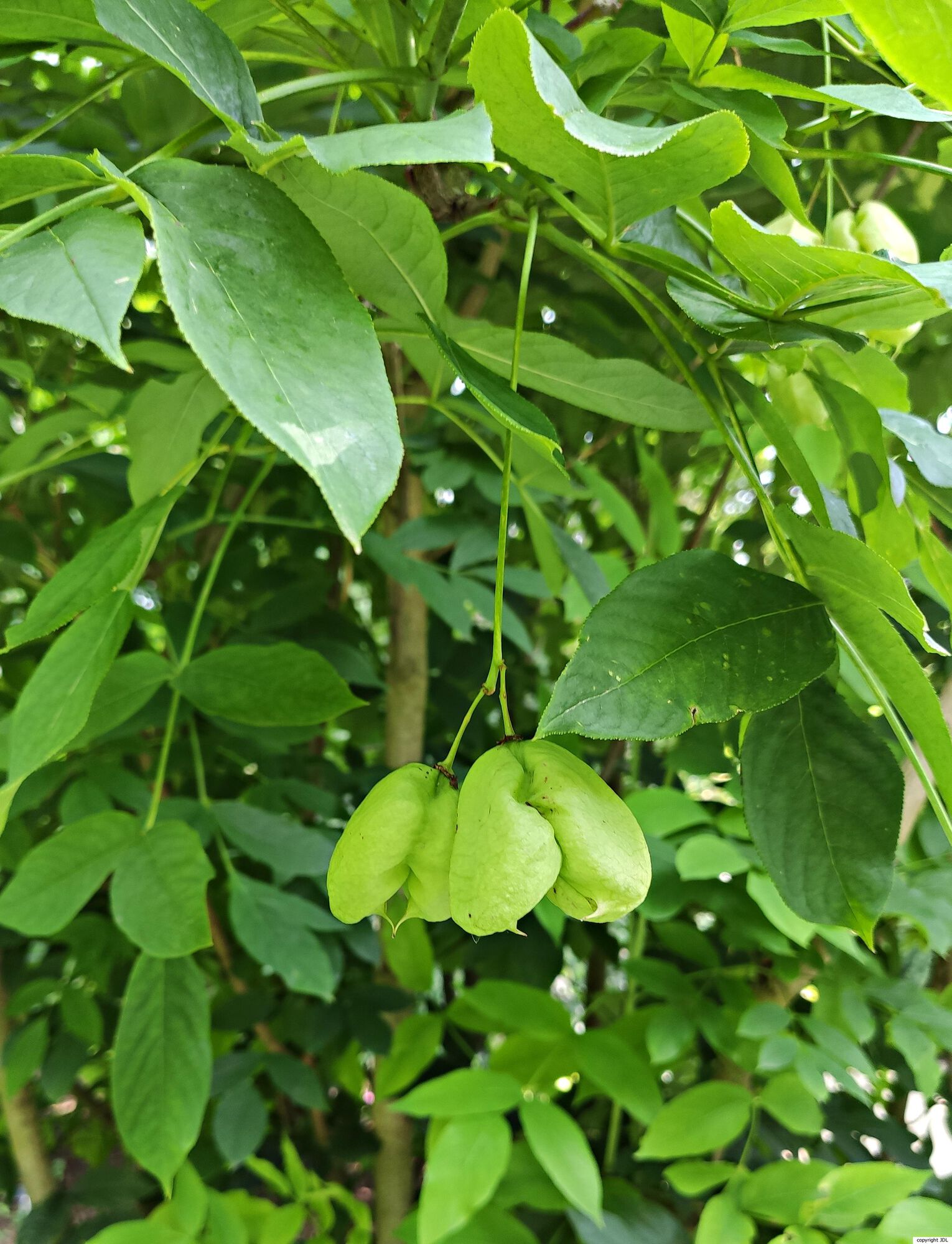 Staphylea pinnata L.