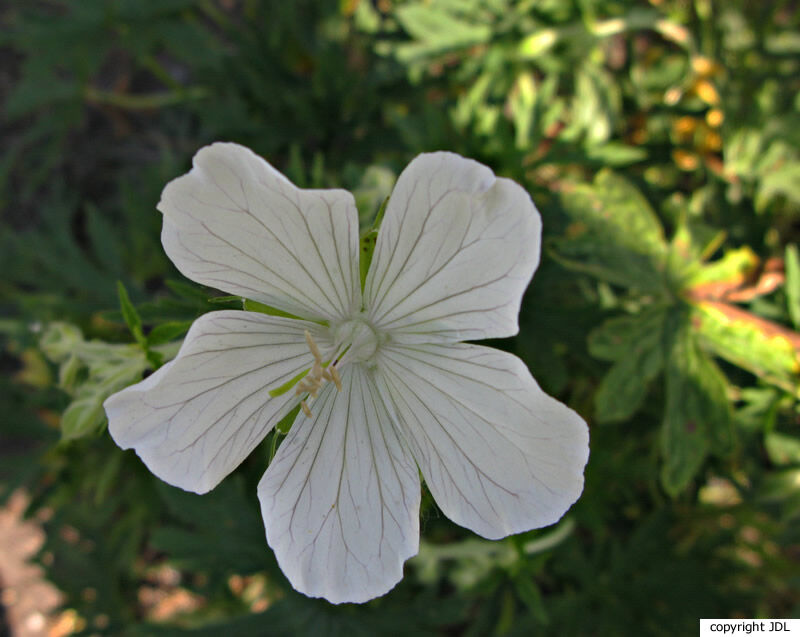 Geranium pratense L. 'Galactic'