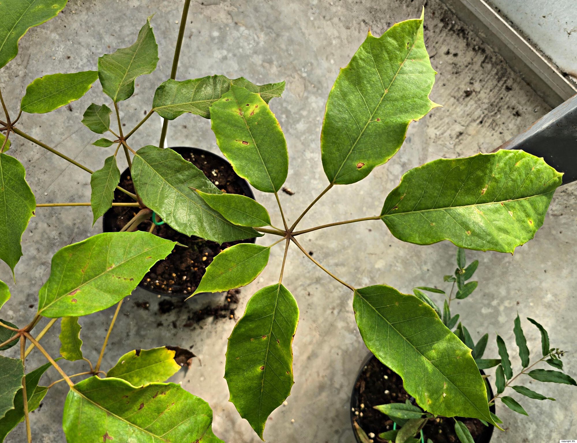 Heptapleurum delavayi Franch.