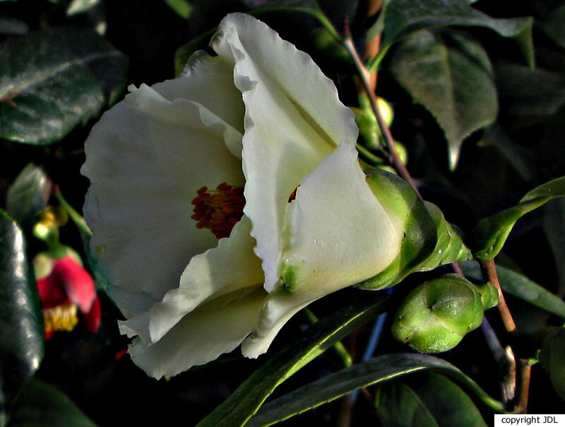 Camellia 'Kihô' (C. chrysantha × C. japonica 'Hakuhô')