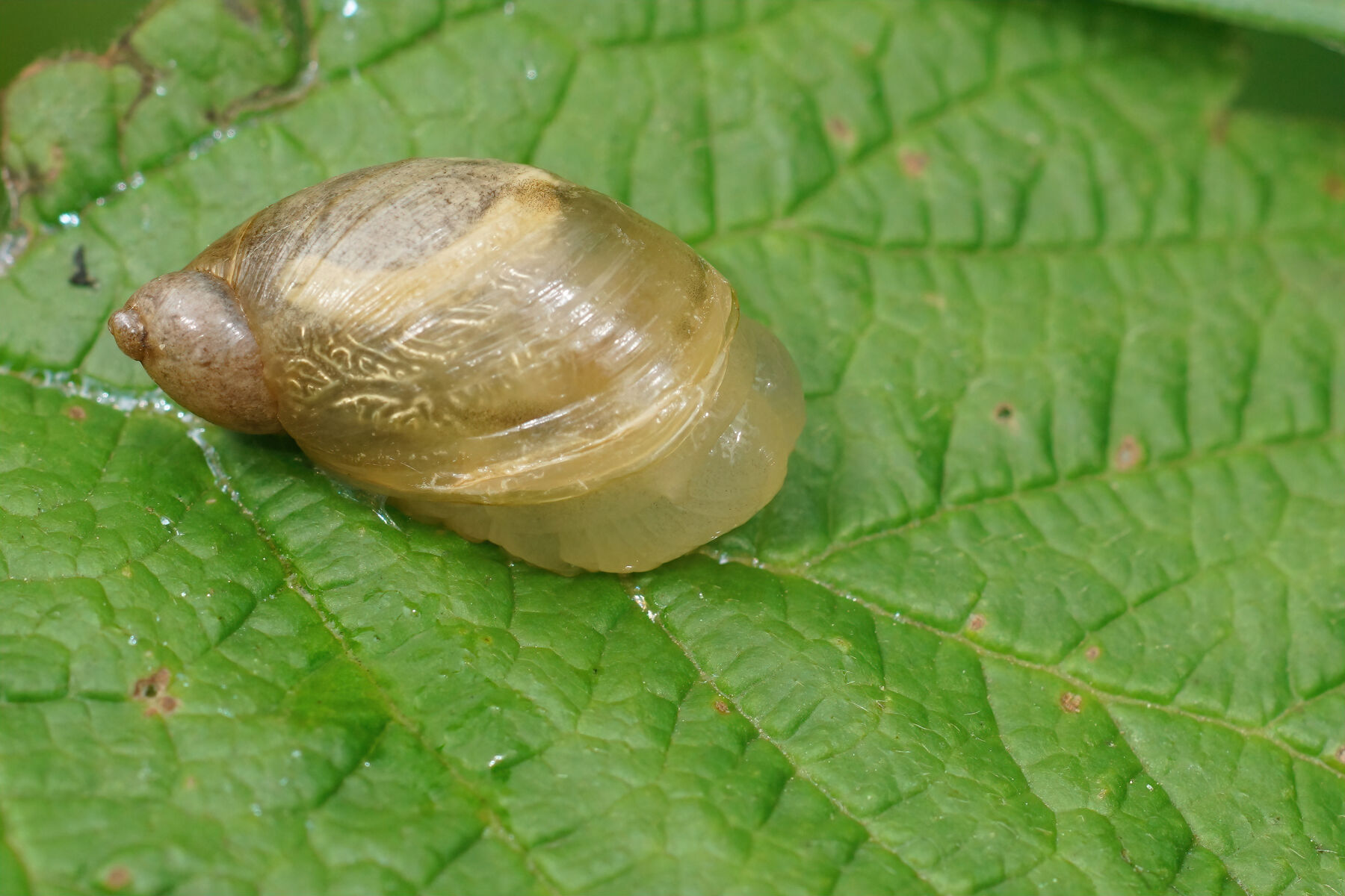 Succinea putris (Linnaeus, 1758)