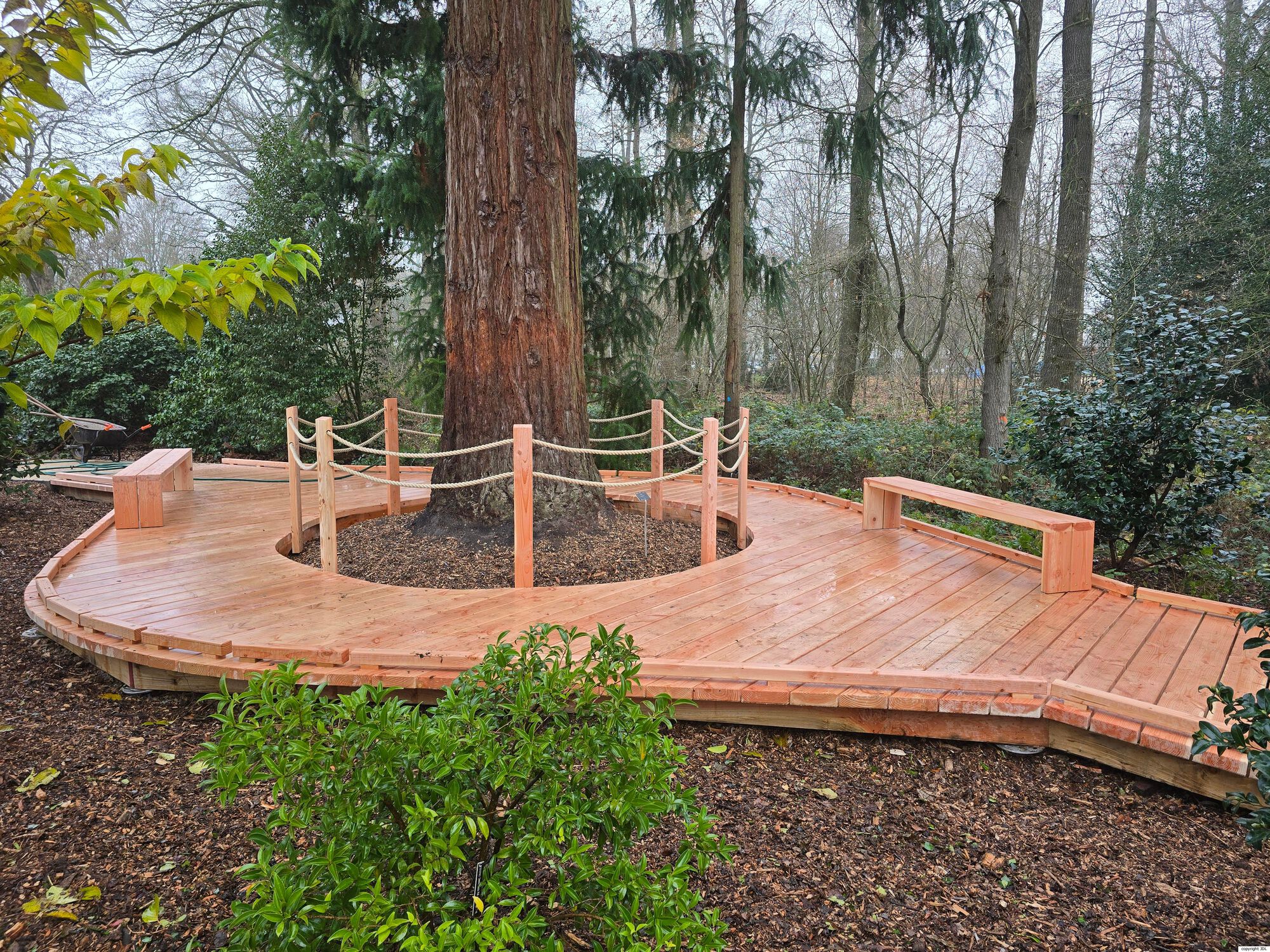 Sequoia sempervirens (D.Don) Endl.