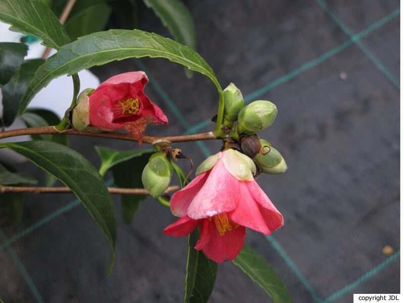 Camellia japonica L. 'Nokogiriba-tsubaki'