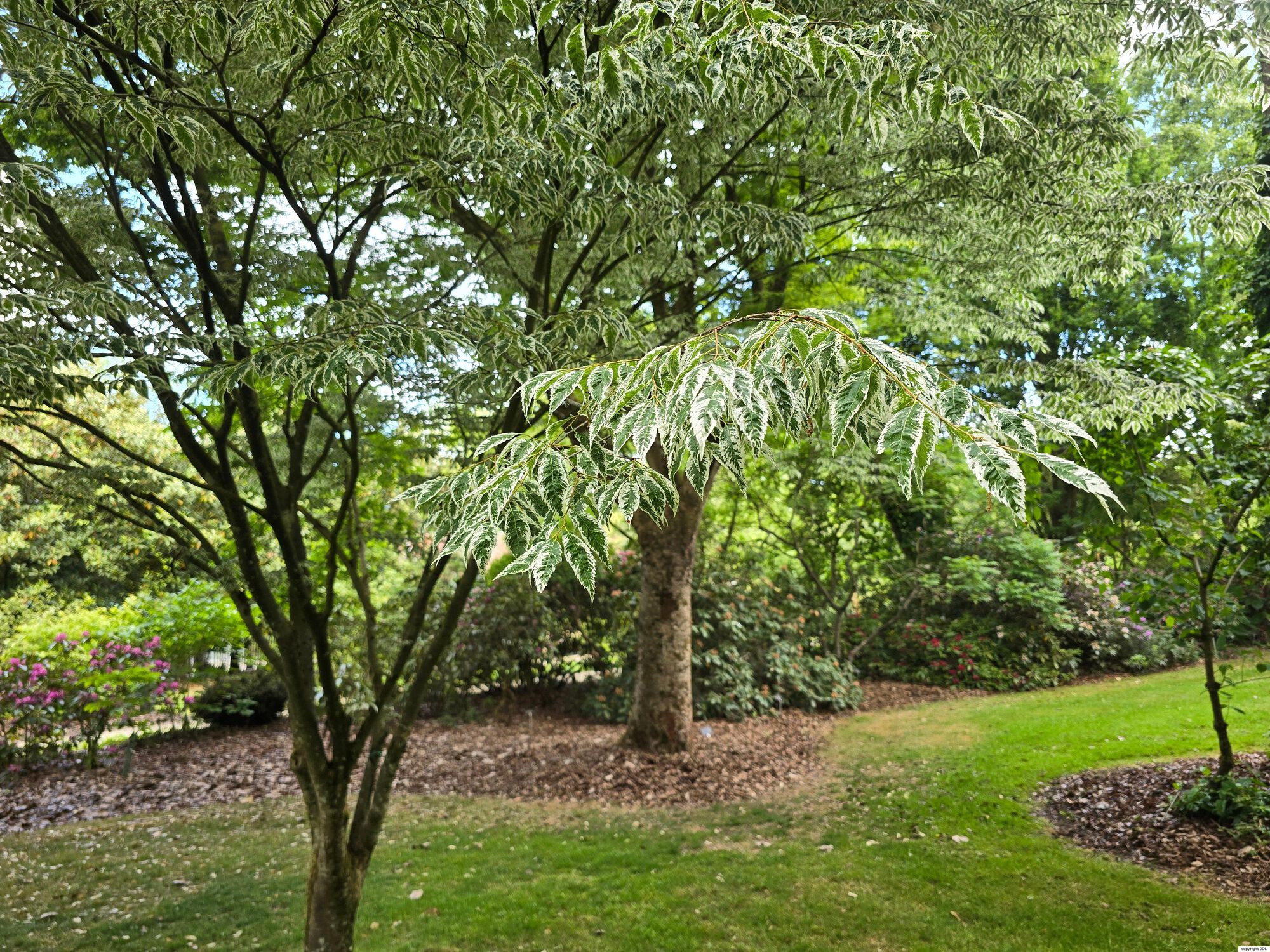 Zelkova serrata (Thunb.) Makino 'Variegata'