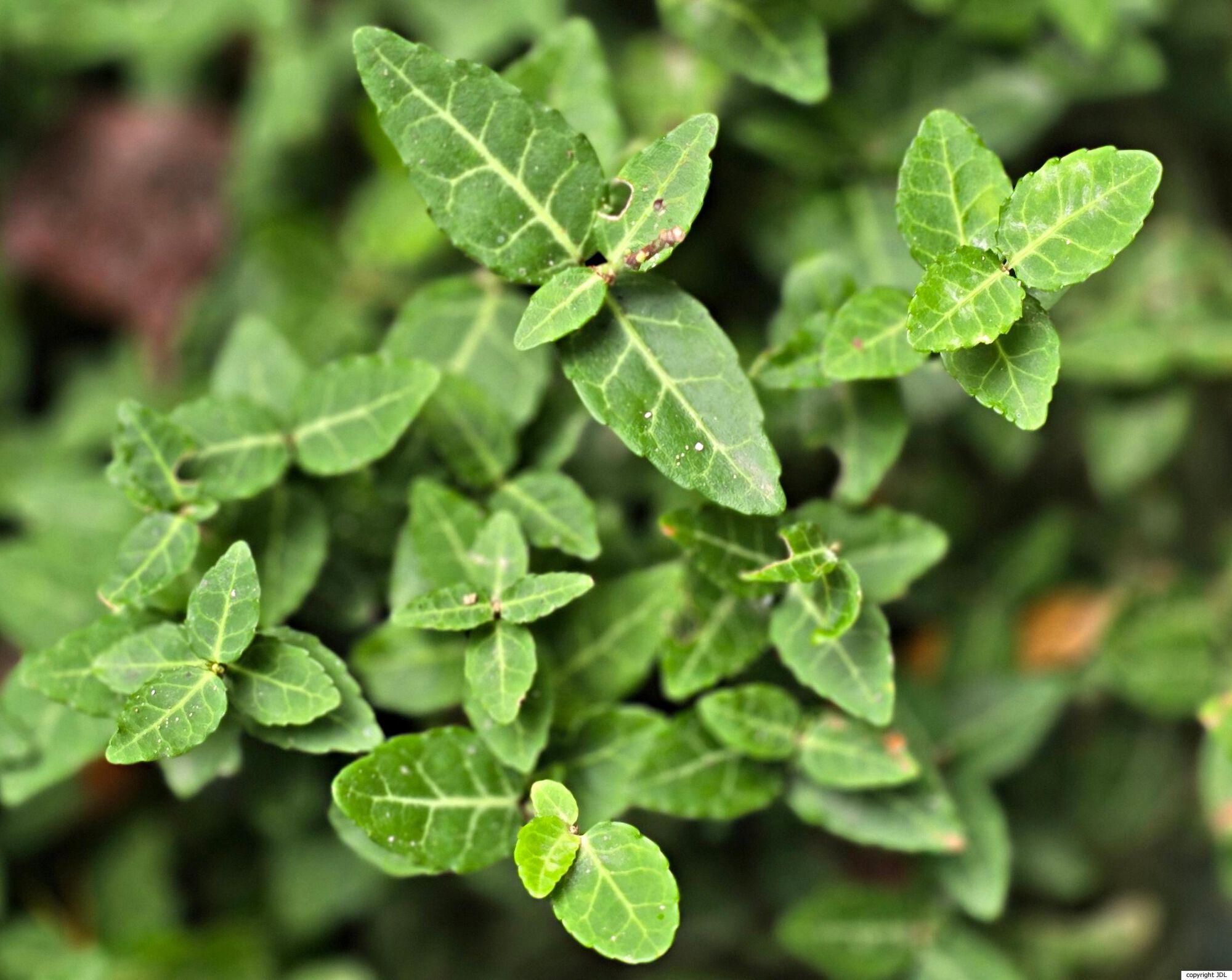 Euonymus fortunei (Turcz.) Hand.-Mazz. 'Green Carpet'