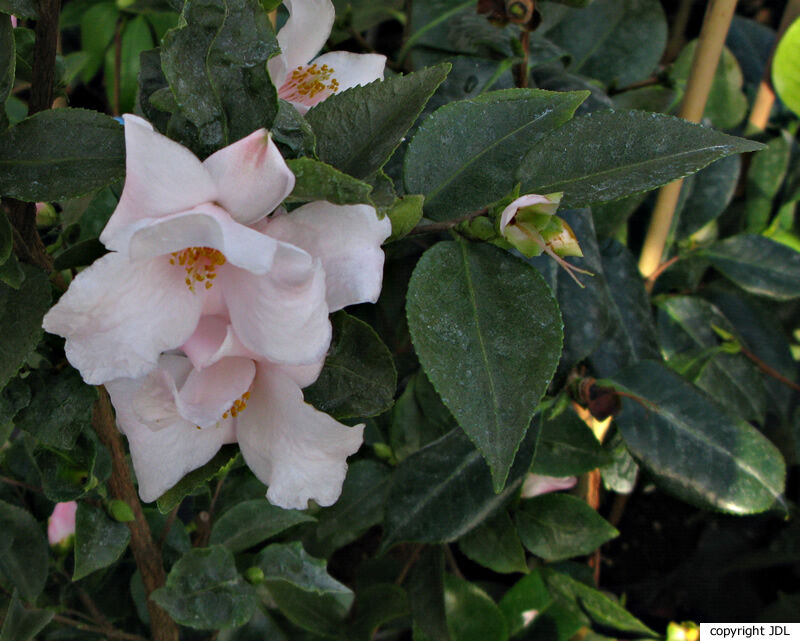 Camellia 'Tokihime'