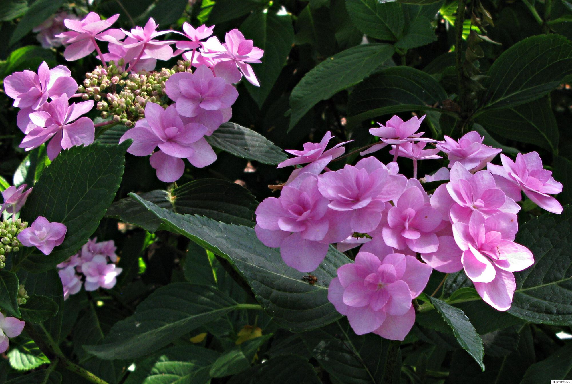 Hydrangea macrophylla (Thunb.) Ser. 'Hanabi Pink'