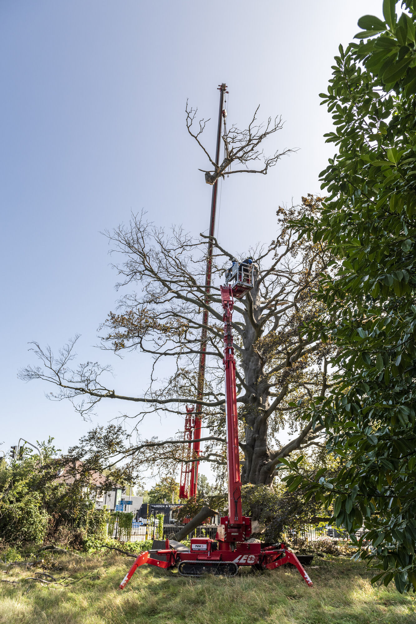 20200917 - entenproject solitaire bruine beuk 28.jpg