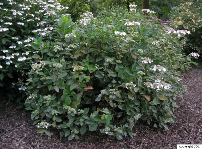 Hydrangea macrophylla (Thunb.) Ser. 'Maculata'