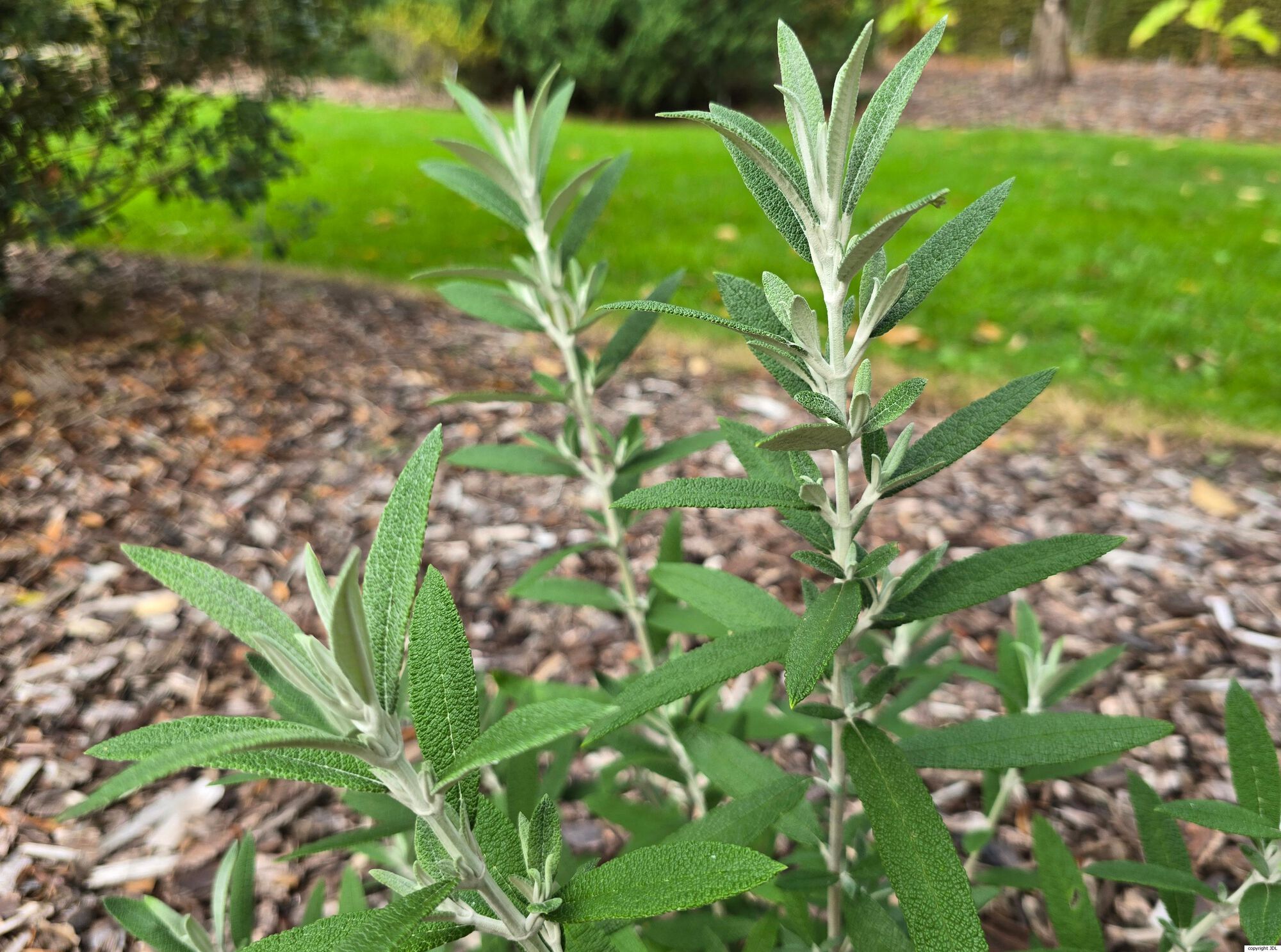 Buddleja loricata Leeuwenb.