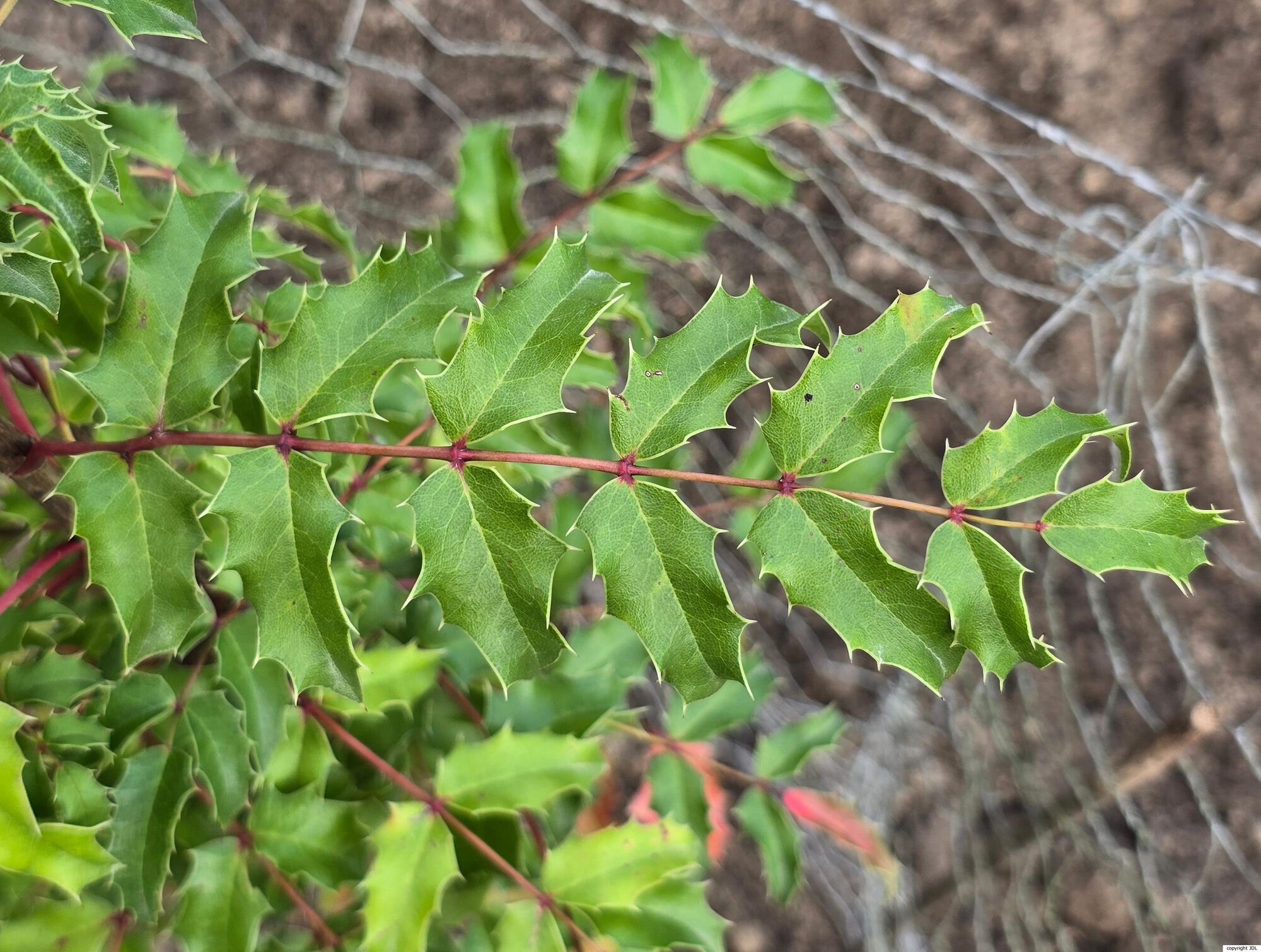 Mahonia moranensis (Hebenstr. & Ludw. ex Schult. & Schult.f.) I.M.Johnst.
