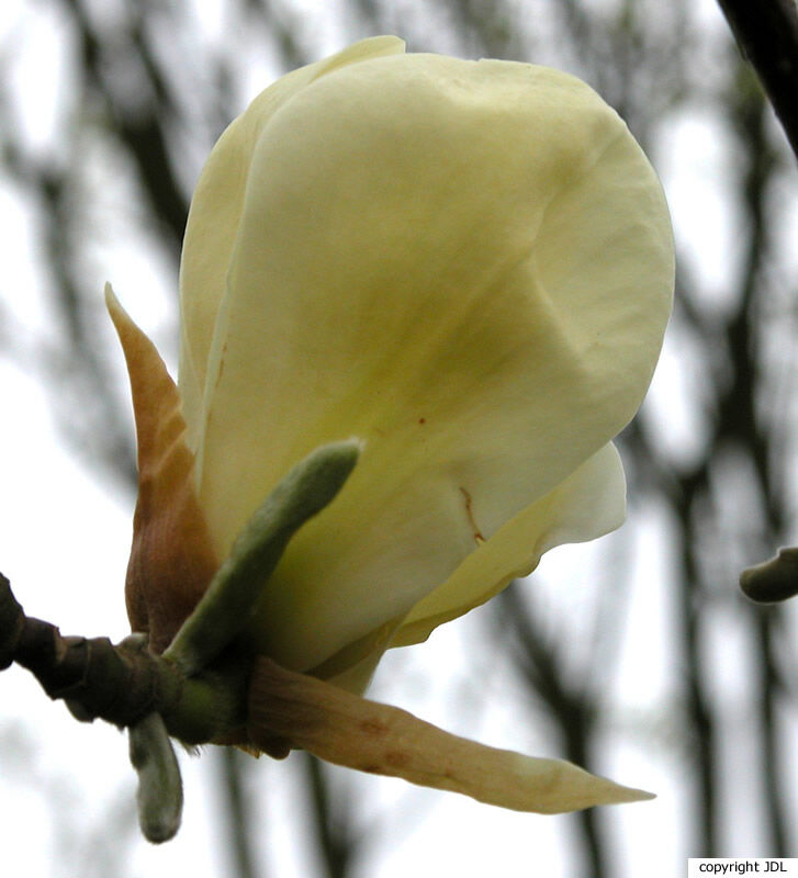 Magnolia 'Yellow Fever' (M.acuminata × M.denudata)