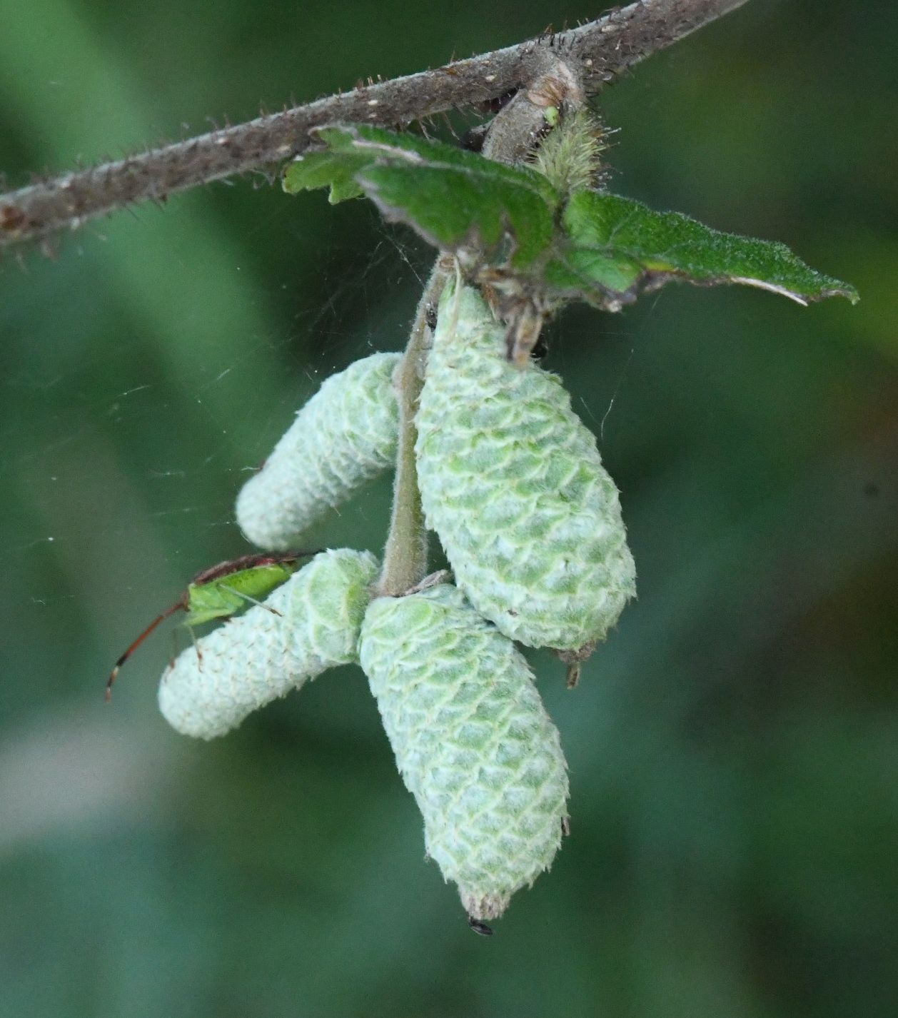 Phyllocoptruta coryli (Liro, 1931)