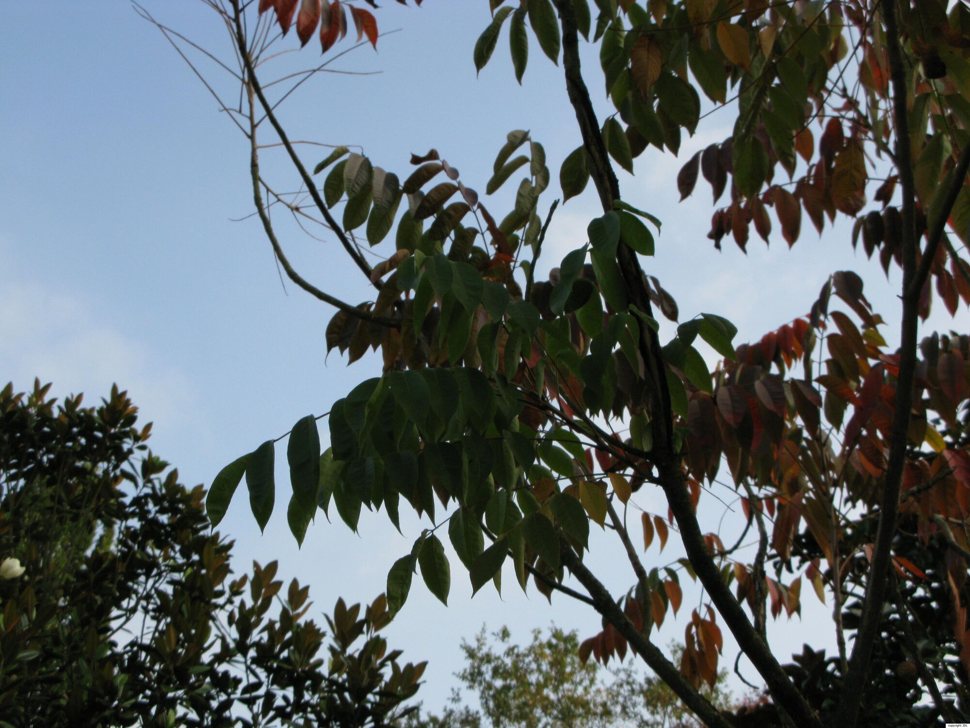 Toxicodendron succedaneum (L.) Kuntze