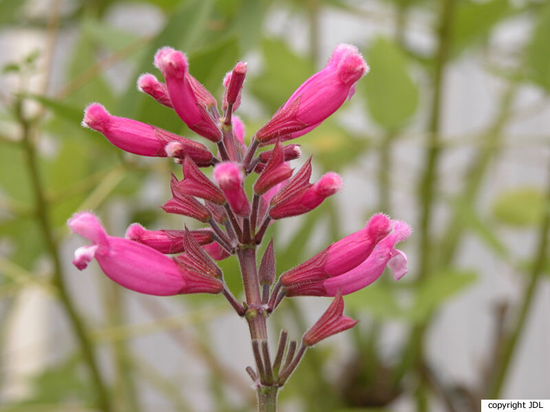 Salvia involucrata Cav. 'Bethellii'