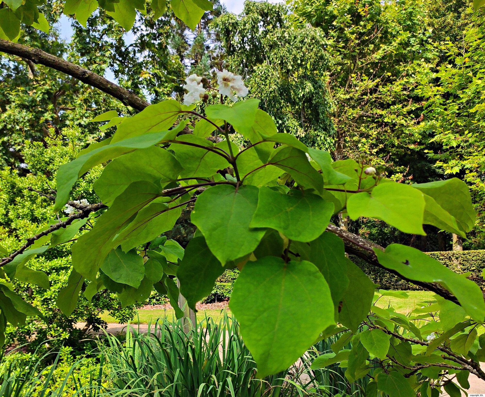 Catalpa ×erubescens Carrière (C.bignonioides × C.ovata)