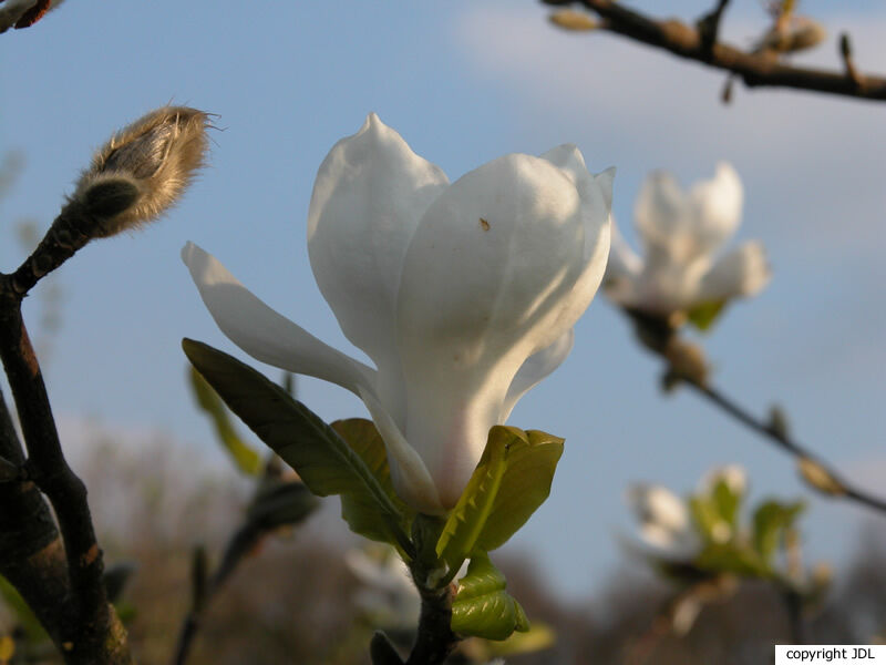 Magnolia 'Emma Cook' (M.denudata × M.stellata 'Waterlily')