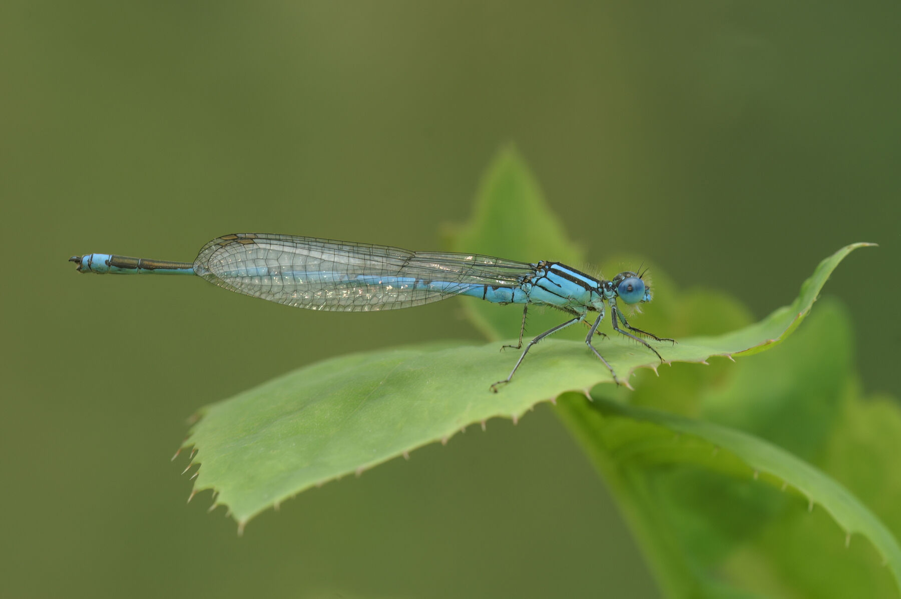 Enallagma cyathigerum (Charpentier, 1840)