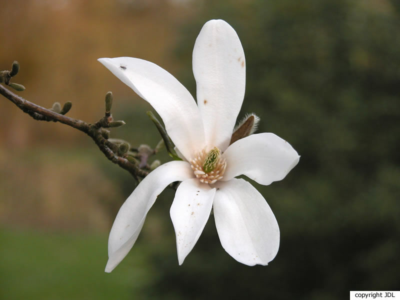 Magnolia ×proctoriana Rehder (M.salicifolia × M.stellata)