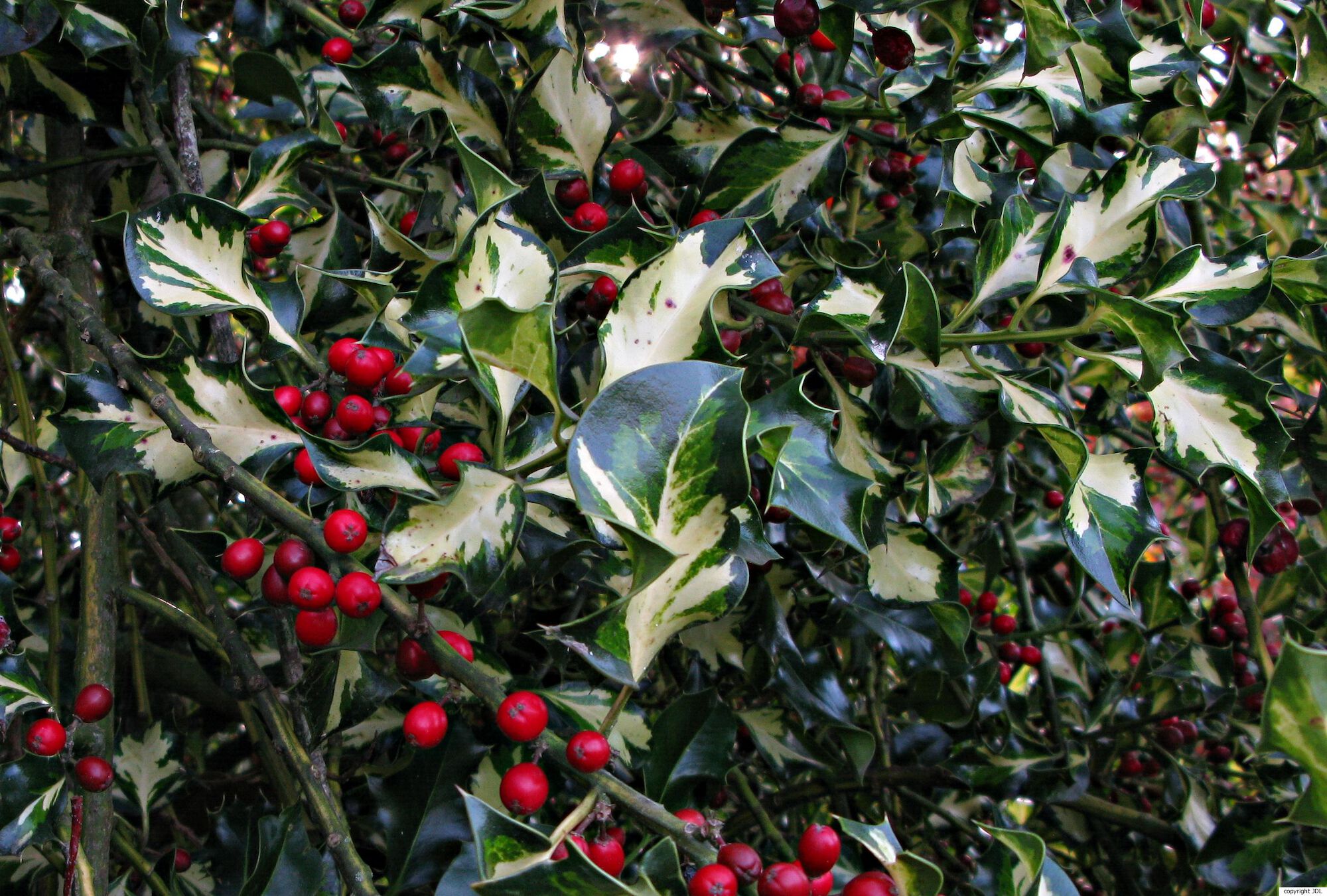 Ilex aquifolium L. 'Crinkle Variegated'