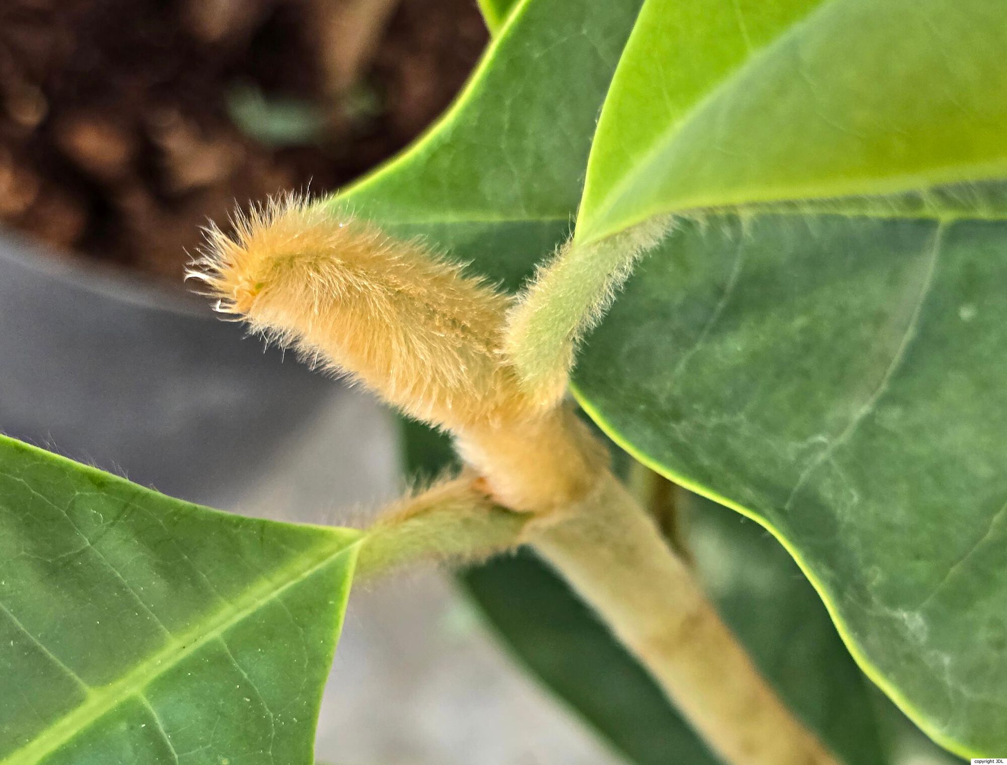 Magnolia fulva (Hung T.Chang & B.L.Chen) Figlar