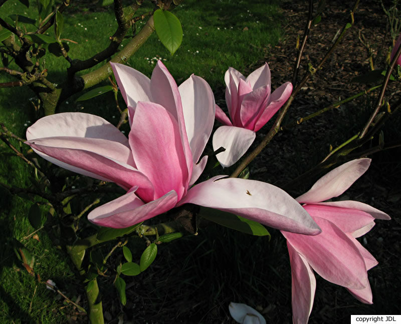 Magnolia 'Philip Tregunna' (M.sargentiana var. robusta × M.campbellii)