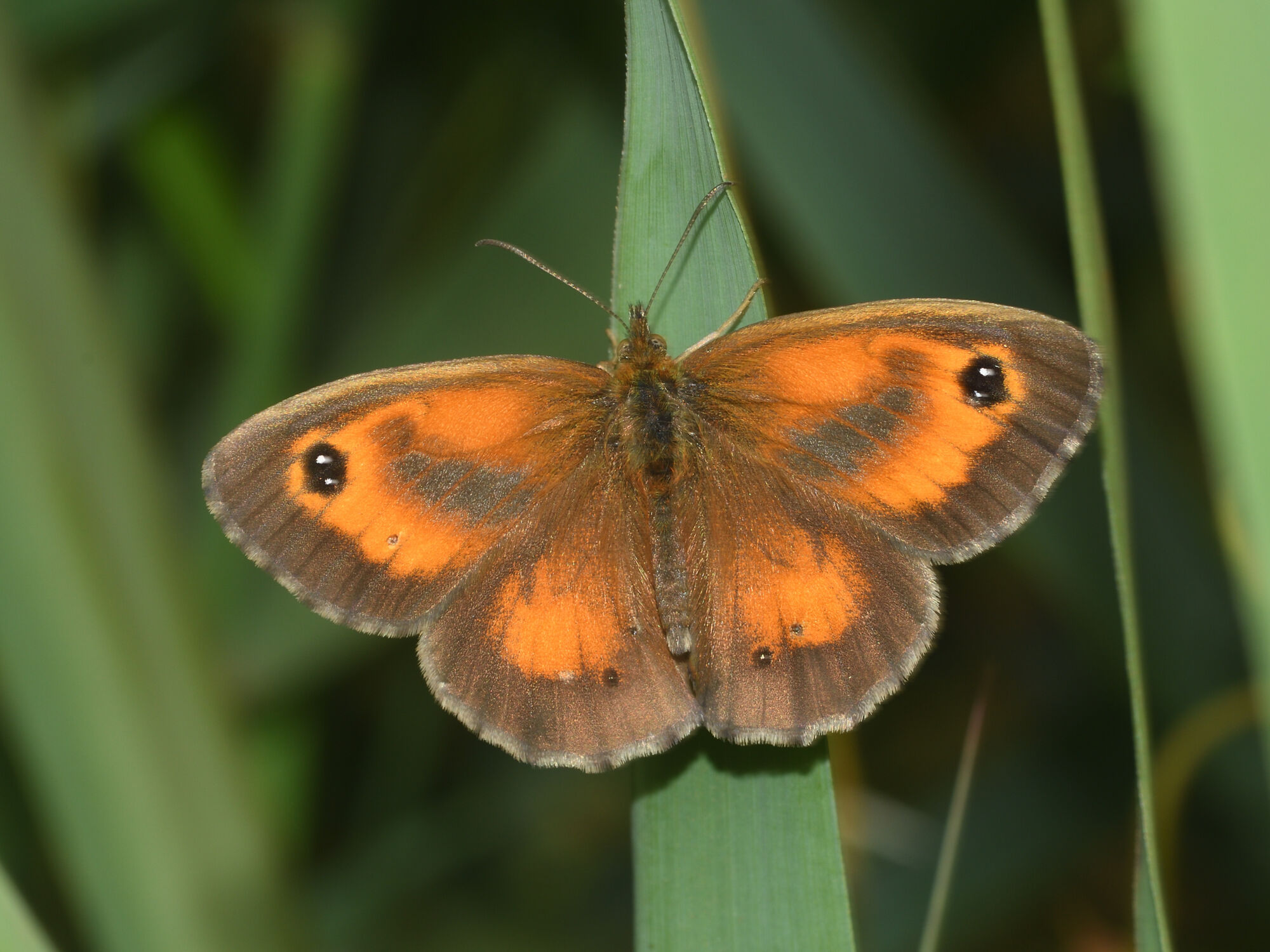 Pyronia tithonus (Linnaeus, 1771)