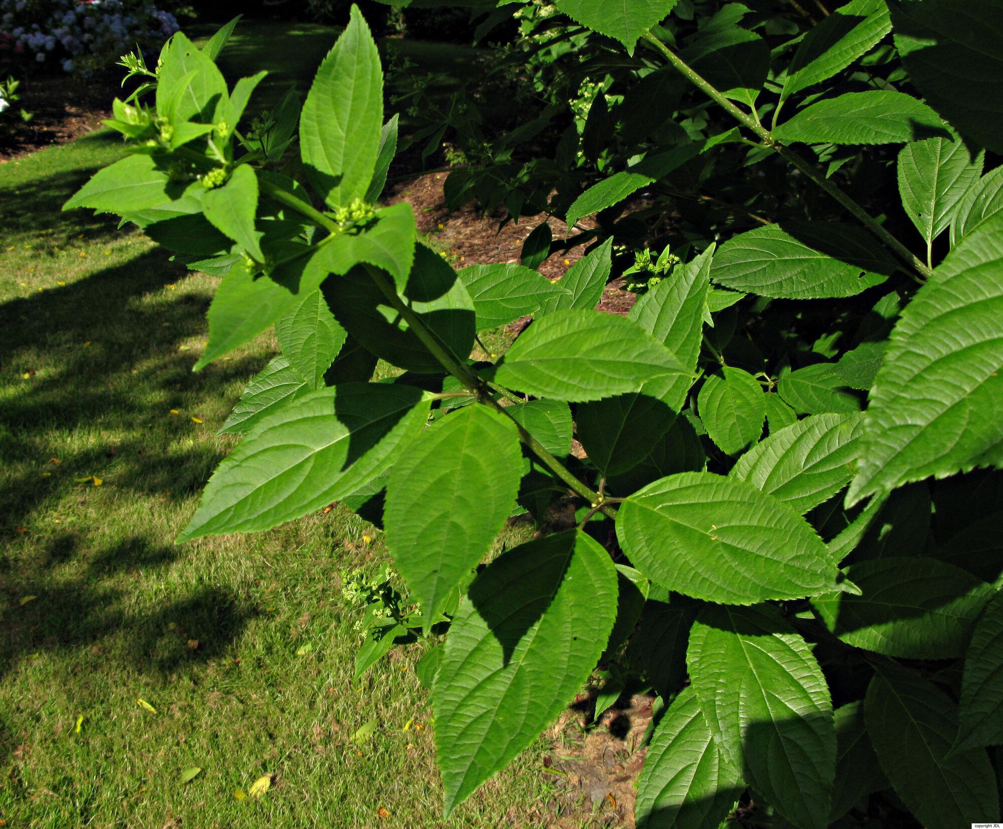 Hydrangea paniculata Siebold
