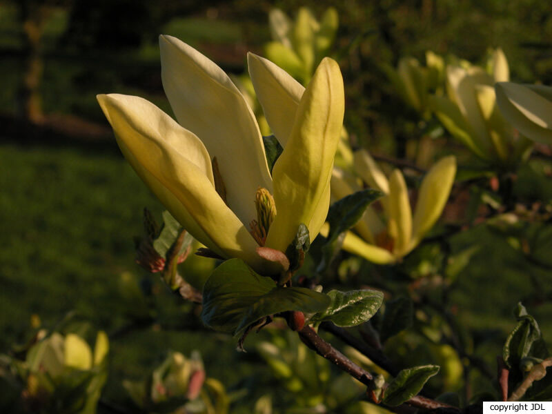 Magnolia 'Sunray' (M.'Sundance' seedling)