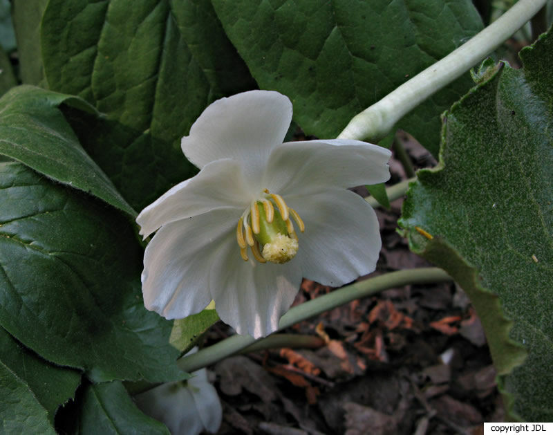 Podophyllum peltatum L.