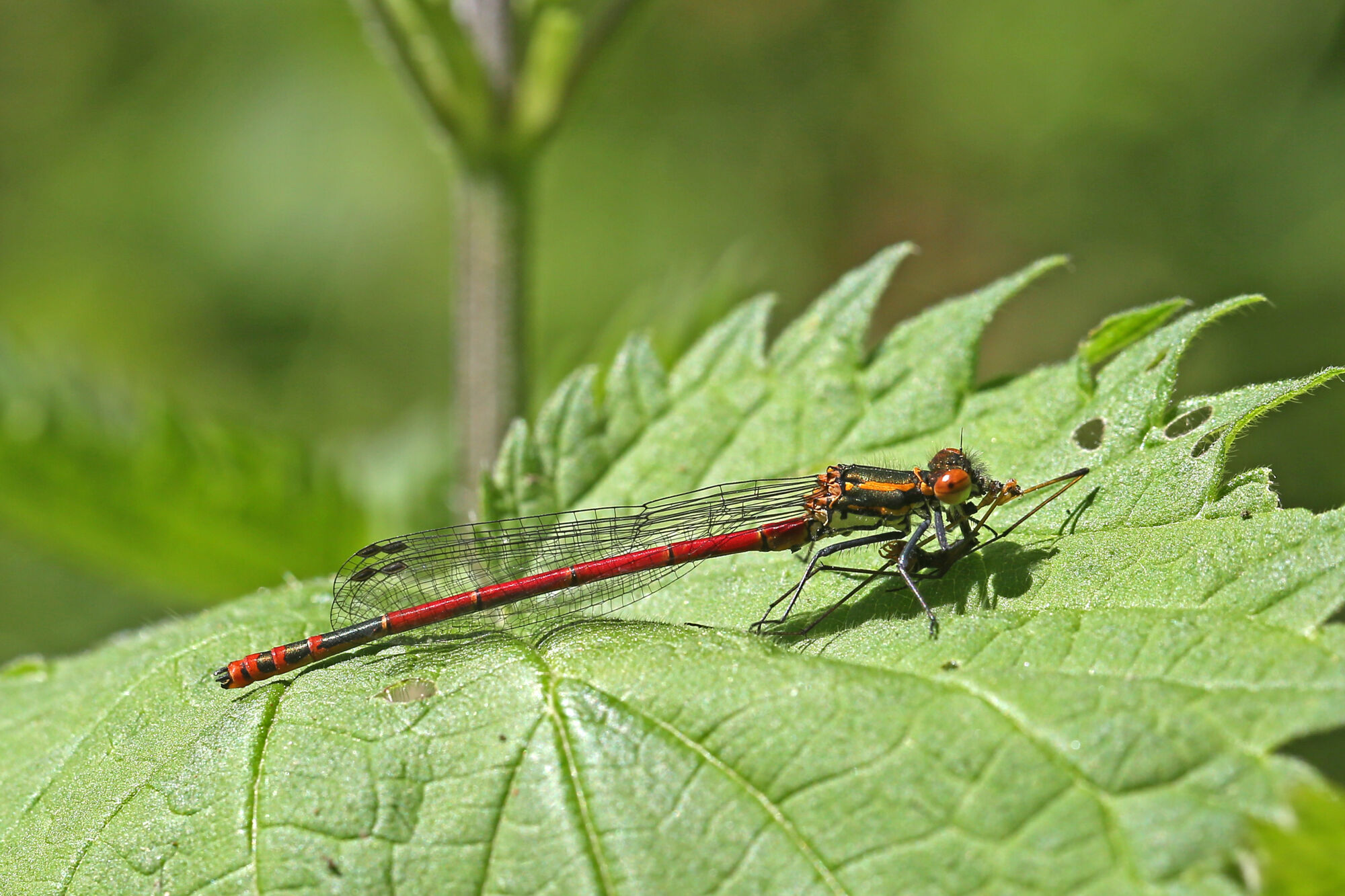 Pyrrhosoma nymphula (Sulzer, 1776)