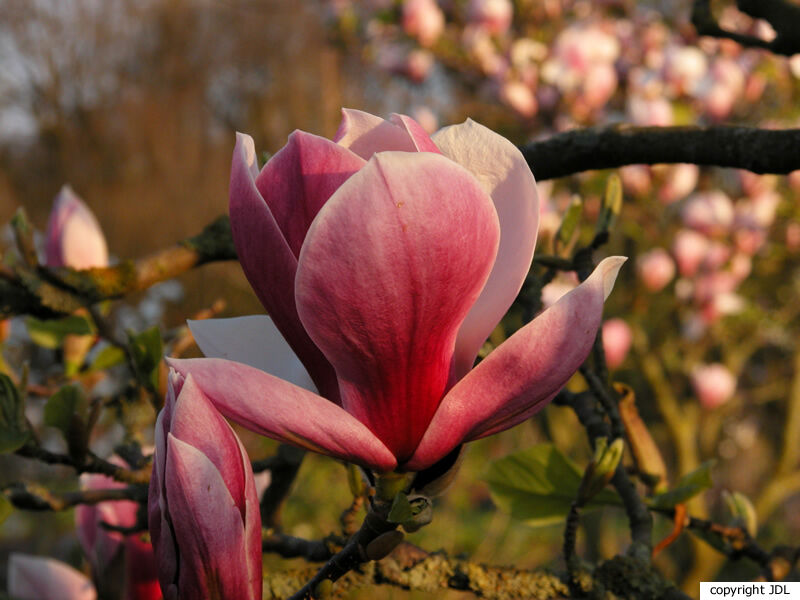 Magnolia 'Pickard's Firefly' (M.×soulangeana 'Picture' hybrid)