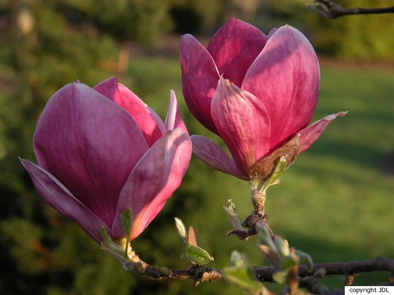 Magnolia ×soulangeana Soul.-Bod. 'Rustica Rubra' (M.×soulangeana 'Lennei' seedling)