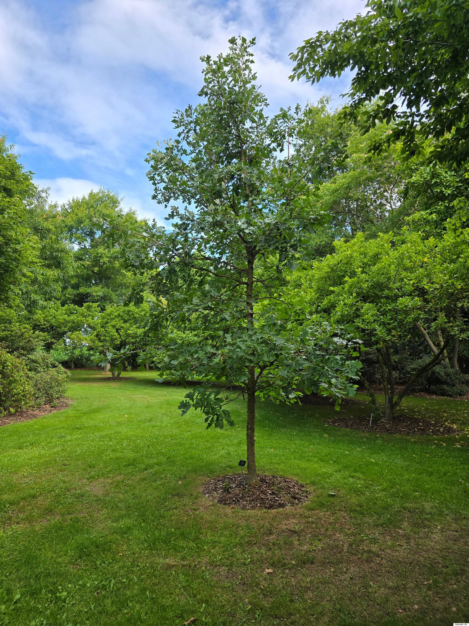 Quercus macrocarpa Michx.
