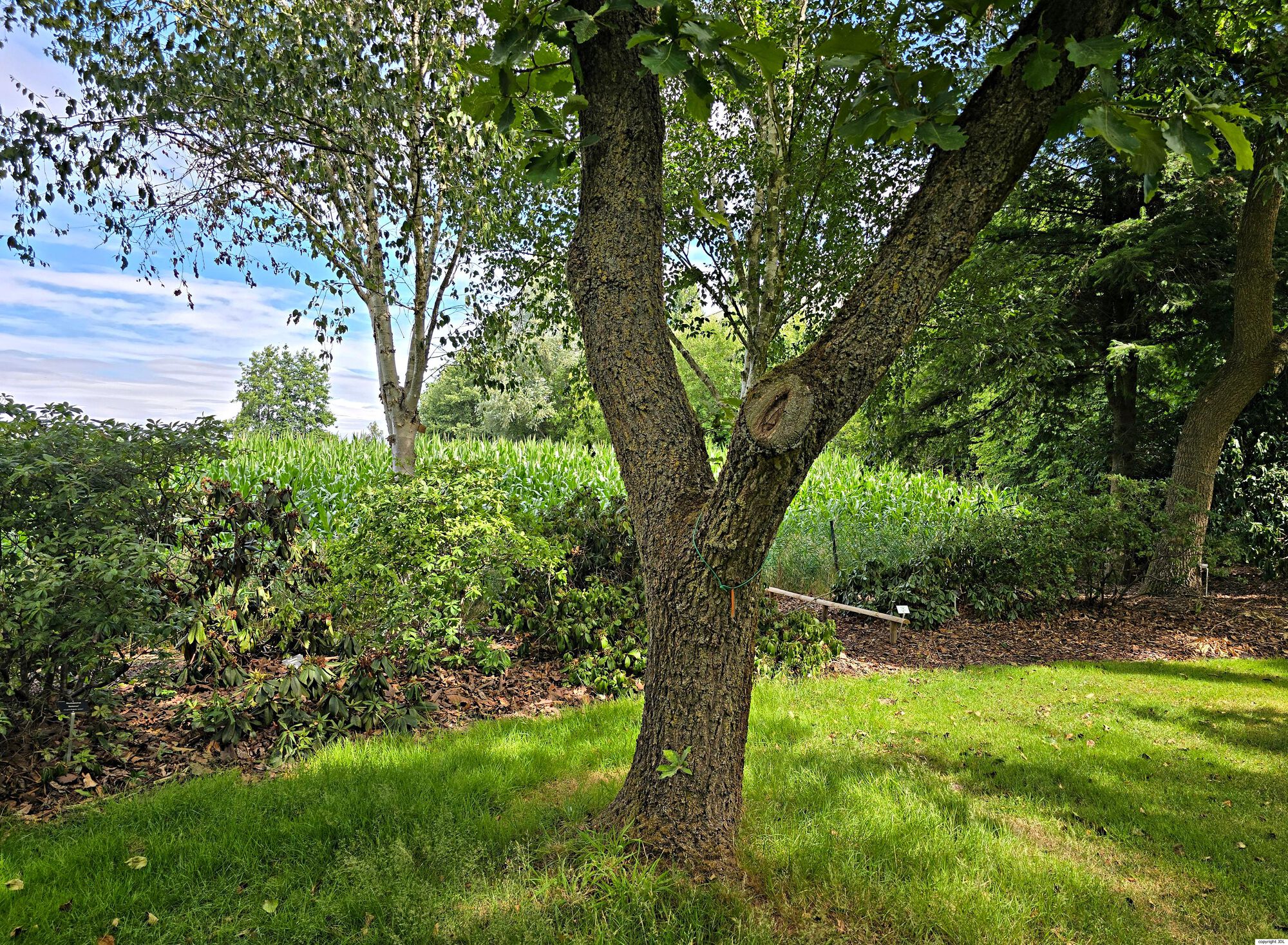 Quercus dentata Thunb. 'Carl Ferris Miller'
