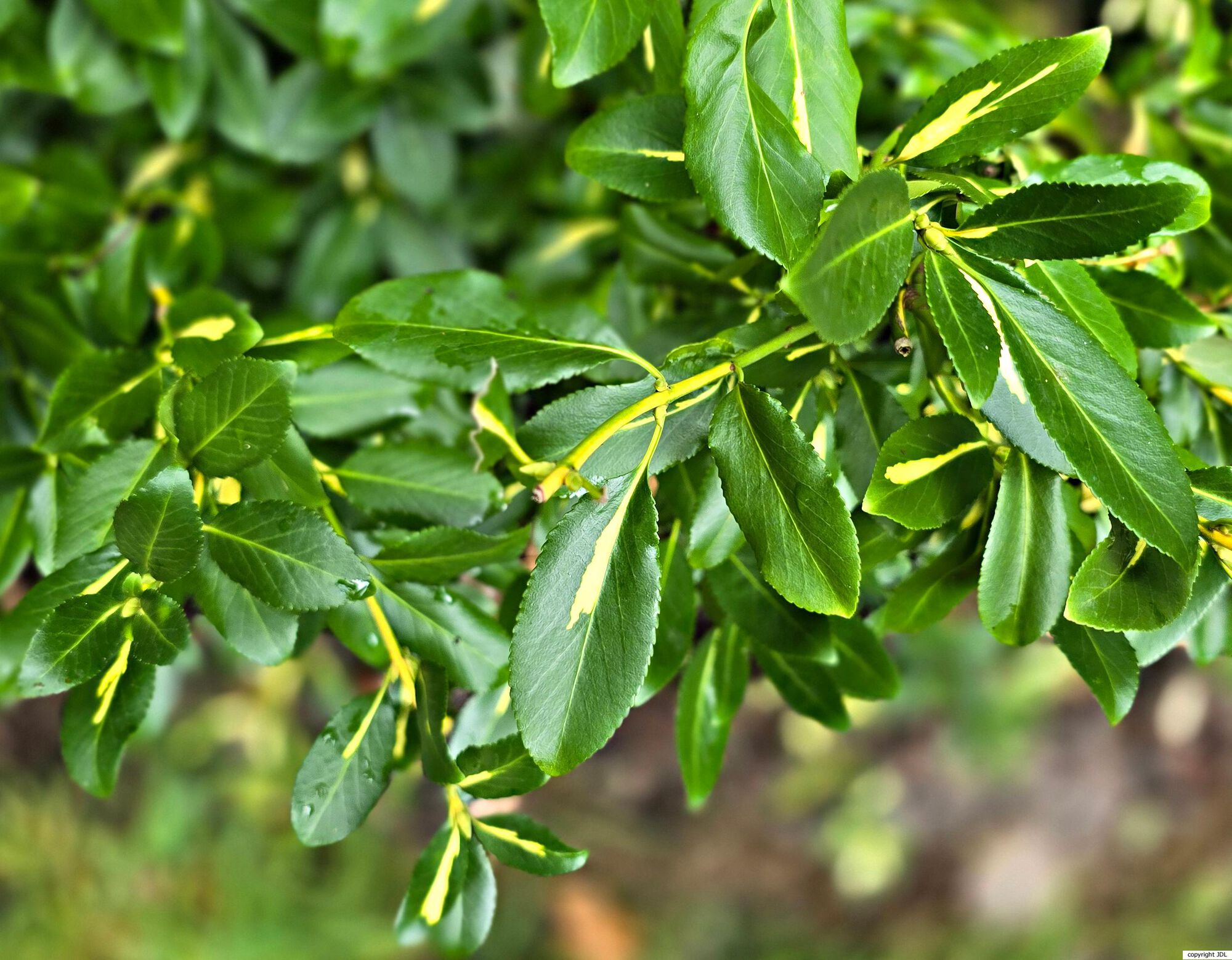 Euonymus fortunei (Turcz.) Hand.-Mazz. 'Interbolwi' (BLONDY)