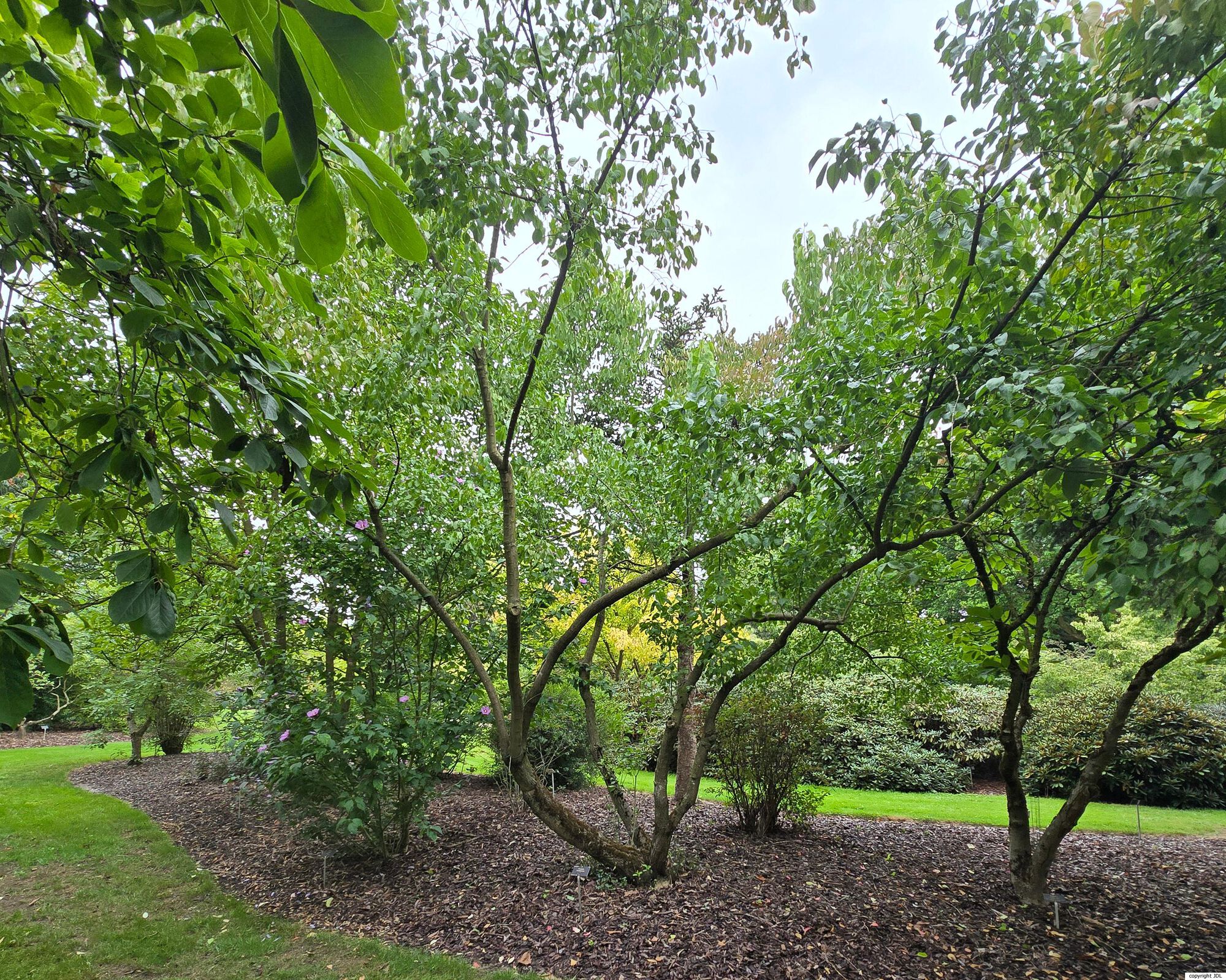 Euonymus bungeanus Maxim. 'Pendulus'