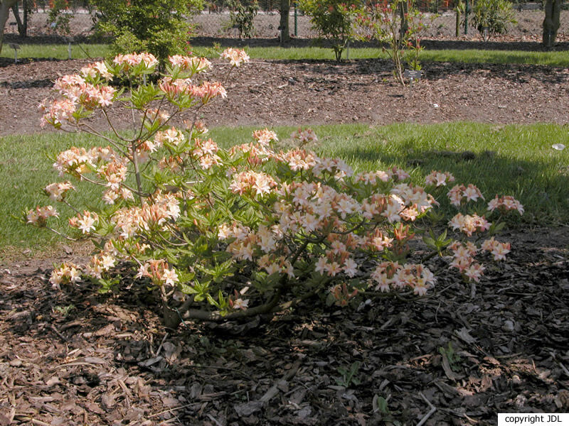 Rhododendron 'Cultivar'