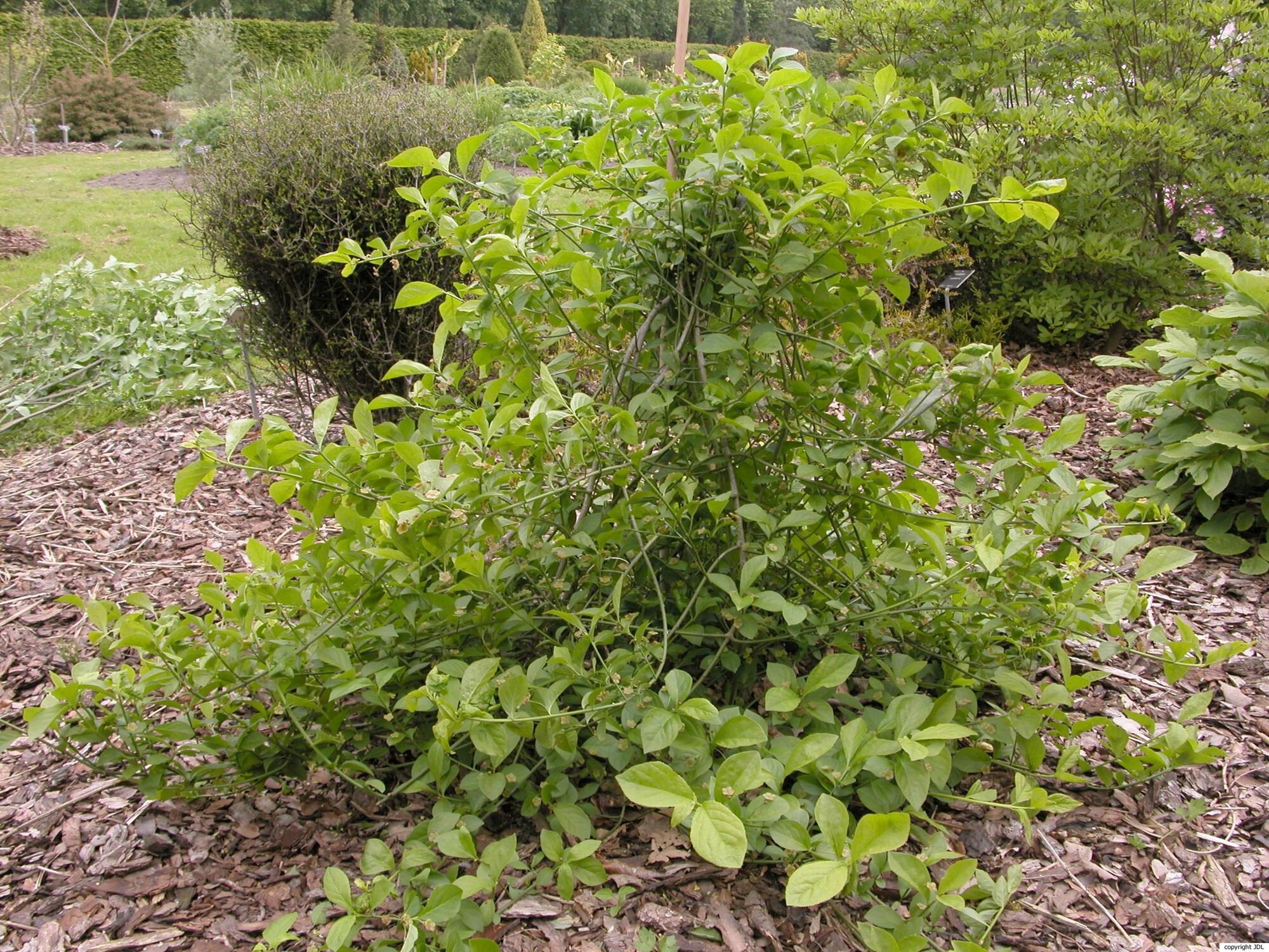 Euonymus obovatus Nutt.