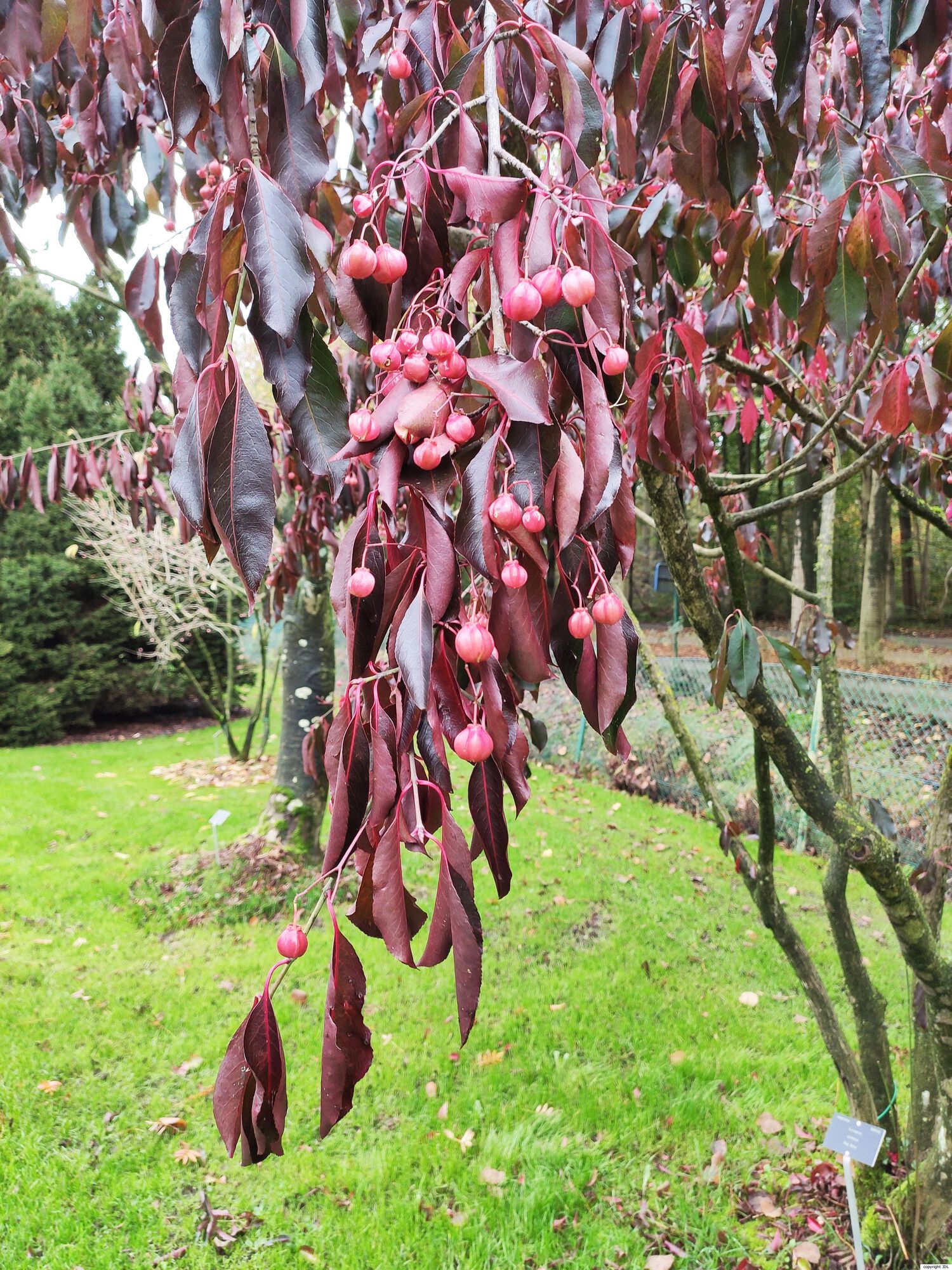 Euonymus carnosus Hemsl. 'Red Wine'