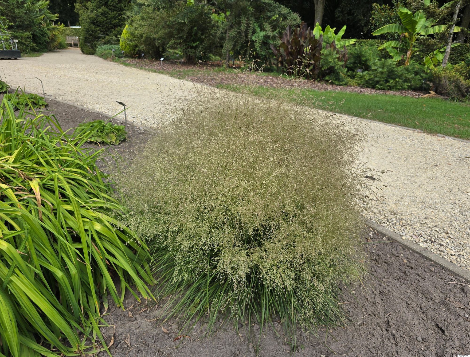 Deschampsia cespitosa (L.) P.Beauv. 'Golden Dew'