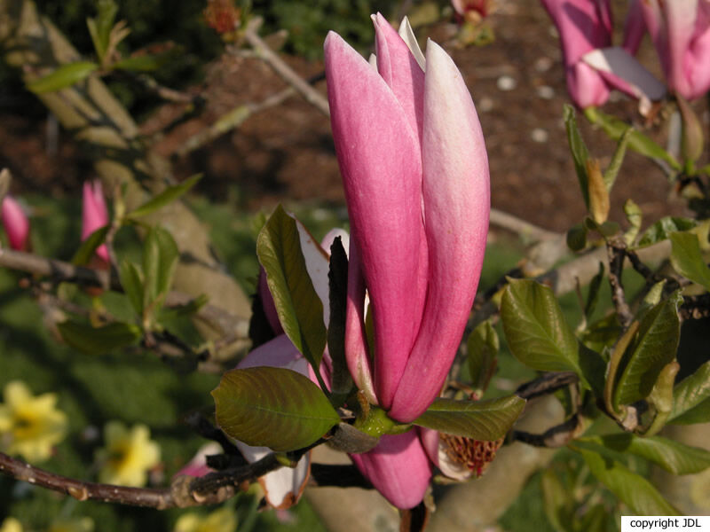 Magnolia liliiflora Desr. × M.×veitchii