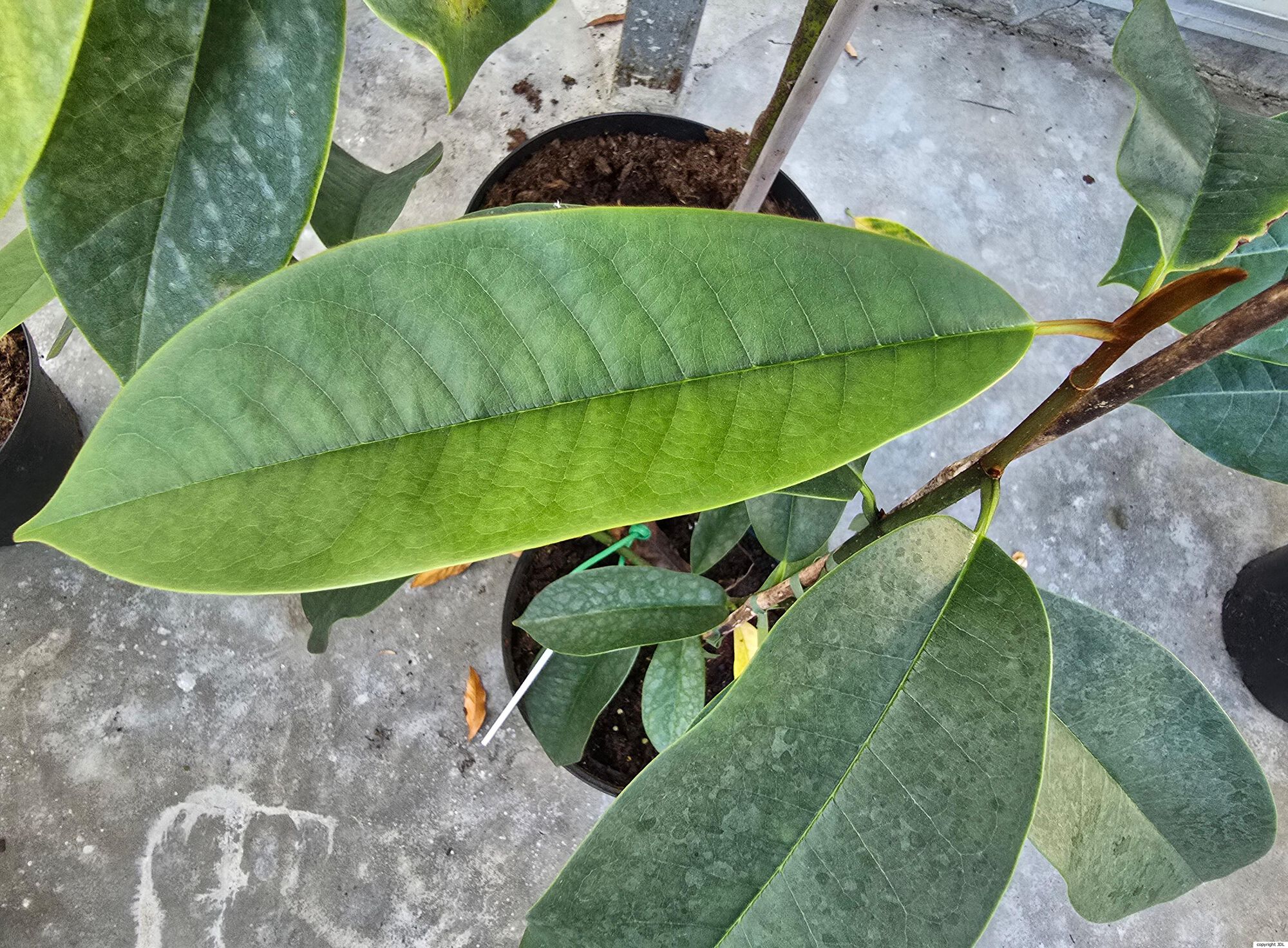 Magnolia foveolata (Merr. ex Dandy) Figlar