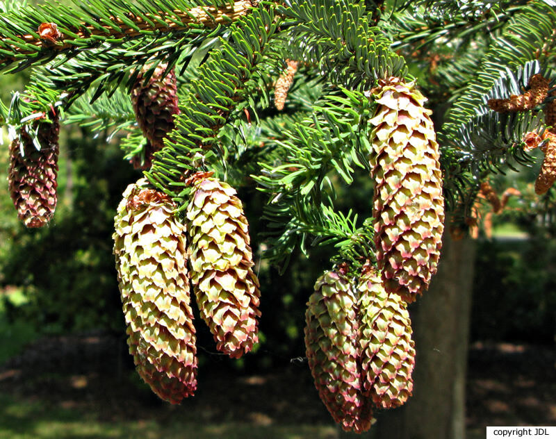 Picea jezoensis (Siebold & Zucc.) Carrière