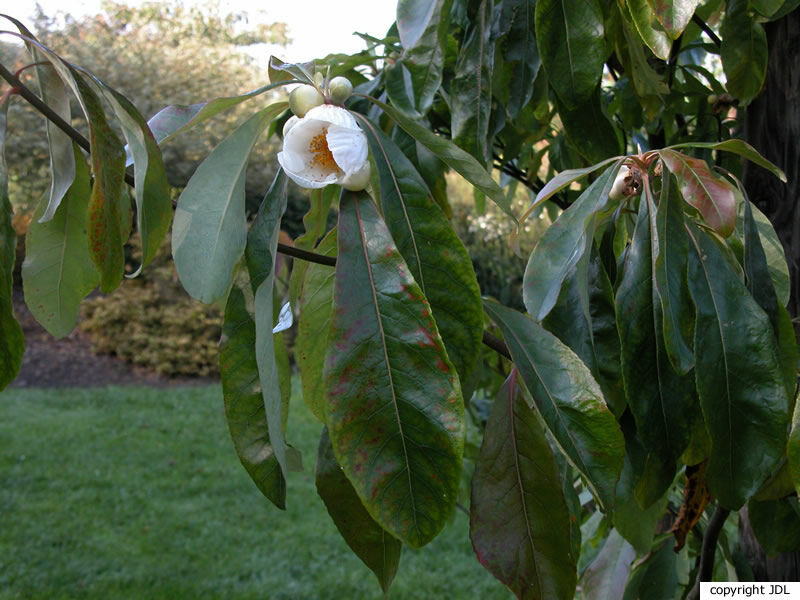 Franklinia alatamaha Marshall