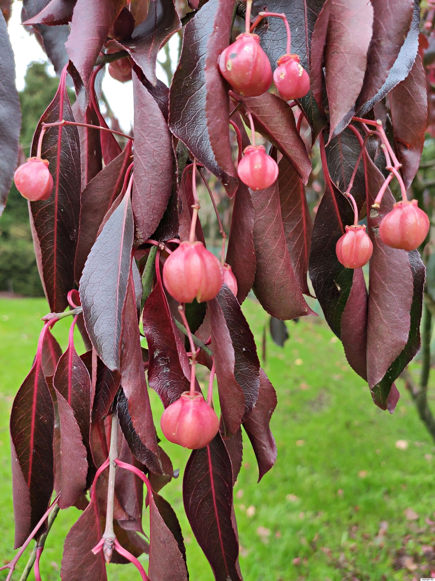 Euonymus carnosus Hemsl. 'Red Wine'