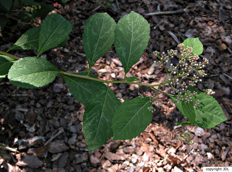 Spiraea miyabei Koidz.